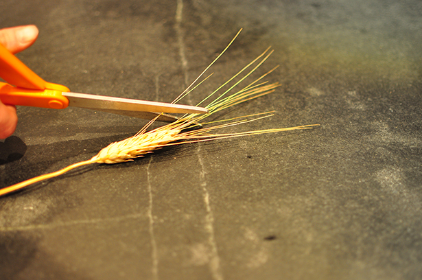Wheat - stabby ends DSC_0149